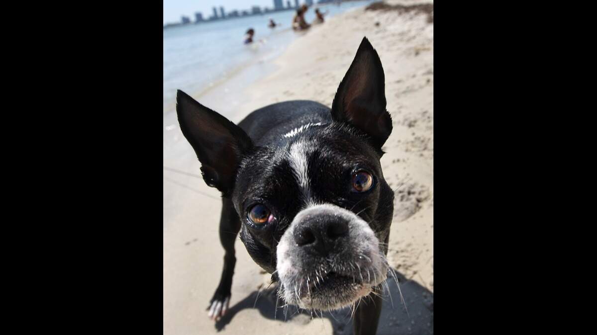 You can bring your pet to designated beaches.